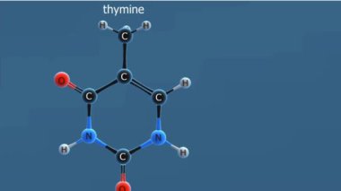 DNA 'nın yapısını oluşturmak için bir araya gelen iki azot içeren baz (veya nükleotid). DNA 'daki dört baz adenin (A), sitozin (C), guanin (G) ve timin (T)' dir. Bu bazlar belirli çiftler oluştururlar (T ile A, C ile G).).