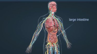Kalın bağırsak, ya da kalın bağırsak, alt karın boşluğunda bulunur, belden aşağısı ve anal kanala kadar uzanır..