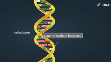 Deoksiribonükleik asit (DNA), bilinen tüm organizmalar ve virüslerde büyüme, gelişme ve çoğalma için genetik talimatlar içeren çift sarmal moleküldür..