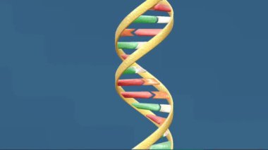 DNA kalıtsal bilgileri taşıyan genetik bir materyaldir..