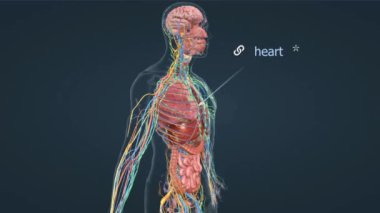 Kalp konik, içi boş, kaslı bir organdır. Mediastinum 'un ortasında yer alır ve perikardiyum içinde tutulur.