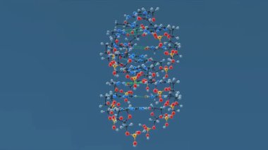 DNA yapılarının moleküler modelleri, deoksiribonükleik asit (DNA) moleküllerinin moleküler geometrisi ve topolojisinin gösterimidir.