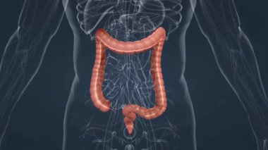 The large intestine includes the cecum, ascending colon, transverse colon, descending colon, sigmoid colon, rectum, and anus