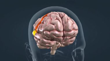 Hareket için motor korteks, dokunmak için duyusal korteks, görmek için oksipital lopta görsel korteks, işitmek için temporal lobda işitsel korteks ve karar vermek ve karmaşık düşünmek için prefrontal korteks içerir.
