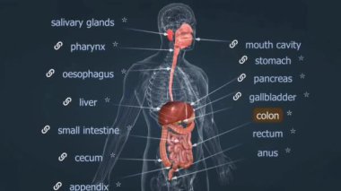 İnsan sindirim sistemi gastrointestinal ve aksesuar organlardan oluşur. Yiyeceğin çiğnenip tükürükle karıştığı ağızla başlar.. 