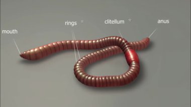 Yaygın yer solucanının anatomisi, başı (prostomium) olan segmentli bir gövde, üreme için klitellum ve hareket için setae ile ventral tarafı içerir.. 