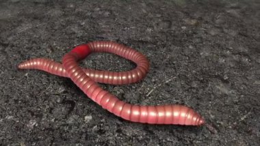 Yaygın toprak solucanı (Lumbricus terrestris), çok sayıda Annuli 'den oluşan segmentli, silindirik bir gövdeye sahiptir..