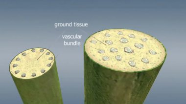Monocot gövdeleri zemin dokusuna yayılmış vazküler bohçalara sahiptir. İçi ksilem, dışı fenomen doludur. Dicot sapları bir ringde sıralanmış vasküler demetler içerir.