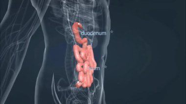İnce bağırsak üç ana parçaya ayrılır: duodenum, jejunum ve ileum..
