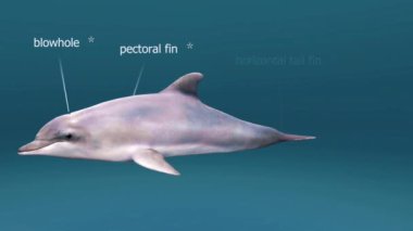 Yaygın şişe burunlu yunus (Tursiops truncatus) su yaşamına adapte olmuş, belirgin, yuvarlak burunlu ve sırt yüzgeci olan bir gövdeye sahiptir..