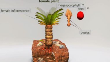 Japon dişi sago palmiyesi (Cycas revoluta), uzun tüylü yapraklarla süslenmiş sağlam bir gövdeye sahiptir..