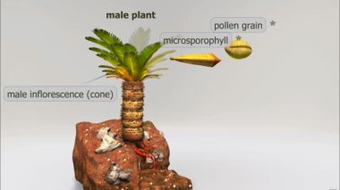 Erkek Japon sago palmiyesinin (Cycas revoluta) üzerinde yapraklar adı verilen uzun, tüylü yapraklardan oluşan bir taç bulunur. Erkek bitkiler, strobili adı verilen ve polen keseleri içeren koni benzeri büyük yapılar üretirler..
