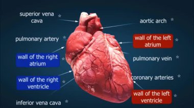 Kalp anatomisi dört hazneden oluşur: sağ atriyum ve sağ ventrikül, deoksijenli kanı idare eden, ve sol atriyum ve sol ventrikül, oksijenli kanı kontrol eden.