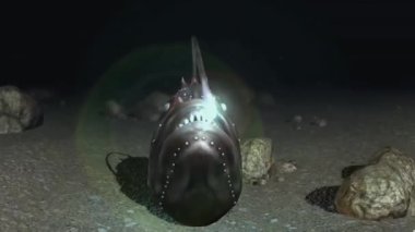Anglerfish, kendine özgü görünüşleriyle tanınan derin deniz balıklarıdır. Kafalarında avlarını çekmek için kullanılan biyolüminesans bir yem bulunur..