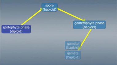 Yosun ve eğreltiotlarında döllenme, özel yapılarda gametlerin üretimini içerir. Yosunlarda, erkek gametler (sperm) bir anteridyumdan serbest bırakılır ve dişi gamete (yumurta) ulaşmak için suda yüzerler..
