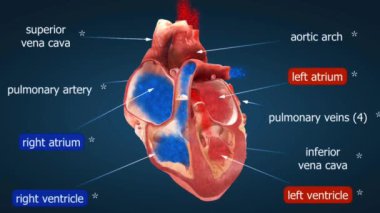 Kalp kas pompası gibi çalışır, vücudun her yerinde kan dolaşımı için büzülür. Dört bölmesi vardır: sağ atriyumda deoksijenli kan bulunur, bu da sağ ventriküle gönderilir ve akciğerlere pompalanır..