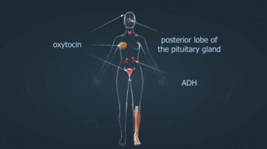 Hipofiz bezinin hormonları..