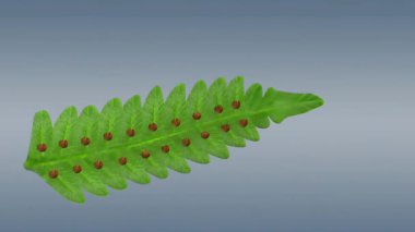 Yosun ve eğreltiotlarının yaşam döngüsü art arda gelen nesilleri içerir. Yosunların yumurta ve sperm üreten baskın bir gametophyte evresi vardır. Eğreltiotlarının sporları salgılayan baskın bir aşaması vardır..