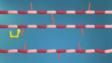 Penisilin, bakteriyel hücre duvarı sentezi ile çalışır. Penisilin bağlayıcı proteinlere bağlanarak peptidoglikan katmanlarının çapraz bağlanmasını engeller. Bu da hücre duvarını zayıflatır ve bakteri hücresi lizine ve ölümüne yol açar..