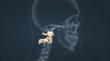 Atlas (C1) ve eksen (C2) kemikleri önemli baş hareketlerini sağlar. Atlas kafanın yukarı ve aşağı sallanmasını sağlar, eksen ise dönüş hareketleri için bir döngü sağlar, böylece baş yan yana döner.