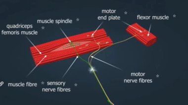 Sıradan bir sazan balığının anatomisi koruyucu pullarla kaplı, denge için sırt yüzgeci ve titreşimleri algılamak için yanal bir çizgi içerir..