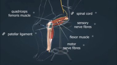 Sıradan bir sazan balığının anatomisi koruyucu pullarla kaplı, denge için sırt yüzgeci ve titreşimleri algılamak için yanal bir çizgi içerir..