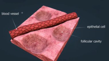 Sıradan bir sazan balığının anatomisi koruyucu pullarla kaplı, denge için sırt yüzgeci ve titreşimleri algılamak için yanal bir çizgi içerir..