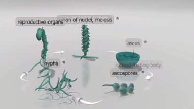Sıradan bir sazan balığının anatomisi koruyucu pullarla kaplı, denge için sırt yüzgeci ve titreşimleri algılamak için yanal bir çizgi içerir..