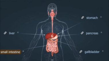 Sıradan bir sazan balığının anatomisi koruyucu pullarla kaplı, denge için sırt yüzgeci ve titreşimleri algılamak için yanal bir çizgi içerir..