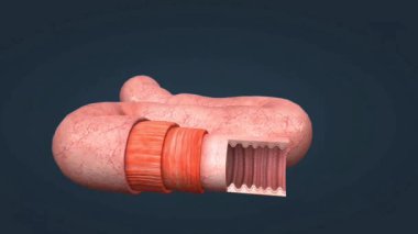 Sıradan bir sazan balığının anatomisi koruyucu pullarla kaplı, denge için sırt yüzgeci ve titreşimleri algılamak için yanal bir çizgi içerir..