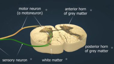 Sıradan bir sazan balığının anatomisi koruyucu pullarla kaplı, denge için sırt yüzgeci ve titreşimleri algılamak için yanal bir çizgi içerir..
