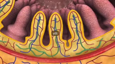Bağırsak villi ve mikro villi, ince bağırsaklarda besin emilimi için yüzey alanını arttıran yapılardır..