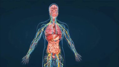 Organizma seviyesi vücuttaki en yüksek biyolojik organizasyondur. Organizmanın tam bir birey olarak kabul edildiği seviyedir.. 