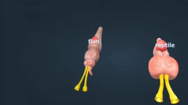 Balıkların, sürüngenlerin ve memelilerin omurgalı beyinleri.