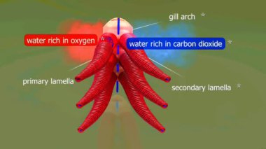 Balık solungacının anatomisi, sudan oksijen emerek ve karbondioksit salgılayarak gaz alışverişini kolaylaştıran lifler ve lamellaelerden oluşur. Solungaçlar, balık solunum sisteminde önemli rol oynayan son derece özel yapılardır..