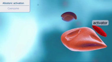 Enzim etkinleştirmesi, bir enzim bir reaksiyonu kataliz edebilme kapasitesine ulaştığında, genellikle kofaktörle bağlanarak veya şekil değişimi geçirerek meydana gelir..