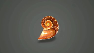 Ammonitler spiral şeklindeki kabuklarıyla bilinen nesli tükenmiş deniz yumuşakçalarıdır. Bu canlıların fosilleri, tarih öncesi okyanuslar, karmaşık desenler ve evrimleşmelerini yansıtan çeşitli boyutlar hakkında değerli anlayışlar sağlar..