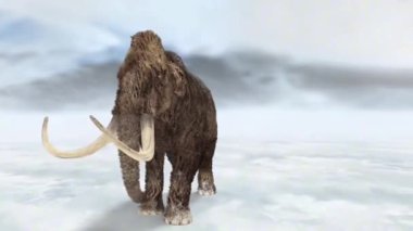 Yetişkin yünlü mamut, uzun, kıvrımlı dişleri olan, büyük, kıllı, fil benzeri bir yaratıktı. Soğuk iklimlere uyum sağlayarak, son Buzul Çağı boyunca tundrada ve çayırlarda dolaşmış ve zorlu koşullarda gelişmiştir..