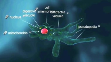 Amoeba proteusu, çekirdek (hücre fonksiyonlarını kontrol eden), kasılmalı boşluk (su dengesini düzenleyen), gıda boşlukları (sindirim), psödopodia (hareket ve beslenme) ve sitoplazma gibi çeşitli organelleri içerir..