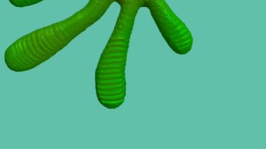 Kertenkele ayağının anatomisi tırmanma ve sürükleyici yüzeylerde uzmanlaşmıştır. Setae adı verilen mikroskobik saç benzeri yapılarla kaplı eşsiz ayak pedleri var. Bu yapılar yapışma için van der Waals kuvveti yaratıyor..