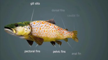 Kahverengi alabalık, kendine özgü kahverengi benekleri ve canlı renkleriyle bilinen popüler bir tatlı su balığıdır.