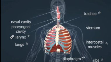 İnsan solunum sistemi, burun, nefes borusu, akciğerler, bronşlar ve alveolleri kapsayarak gaz alışverişini kolaylaştırır..
