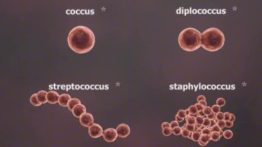 Coccus bakterileri küre biçimindedir ve kümeler, çiftler veya zincirler halinde meydana gelebilirler.