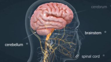 Beynin anatomisi beyin, beyincik, beyin sapı ve çeşitli işlevsel bölgeleri kapsar..