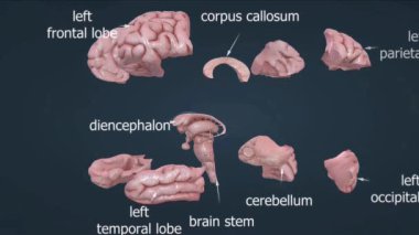 İnsan beyninin anatomisi beyin, beyincik, beyin sapı ve limbik sistemi içerir..
