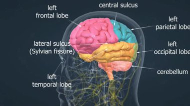 Beyin anatomisi beyin, beyincik, beyin sapı ve limbik sistemi içerir..