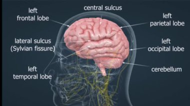 Beyin anatomisi beyin, beyincik, beyin sapı ve çeşitli uzmanlaşmış bölgeleri kapsar..