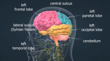 İnsan beyni her görev için farklı bölgelerle vücut fonksiyonlarını, algılamayı ve duyguları kontrol eder..