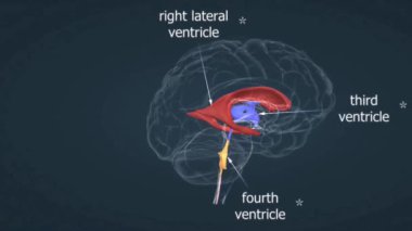 Beynin ventriküler sistemi birbirine bağlı boşluklardan oluşur. Serebrospinal sıvıyla doludur..