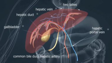 Karaciğer anatomisi, kulak memelerini, kan damarlarını ve safra kanallarını gösteriyor.